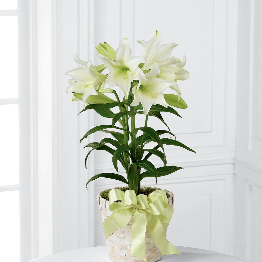Easter Lily Plant – Unique Designs Llc, Fulton MO