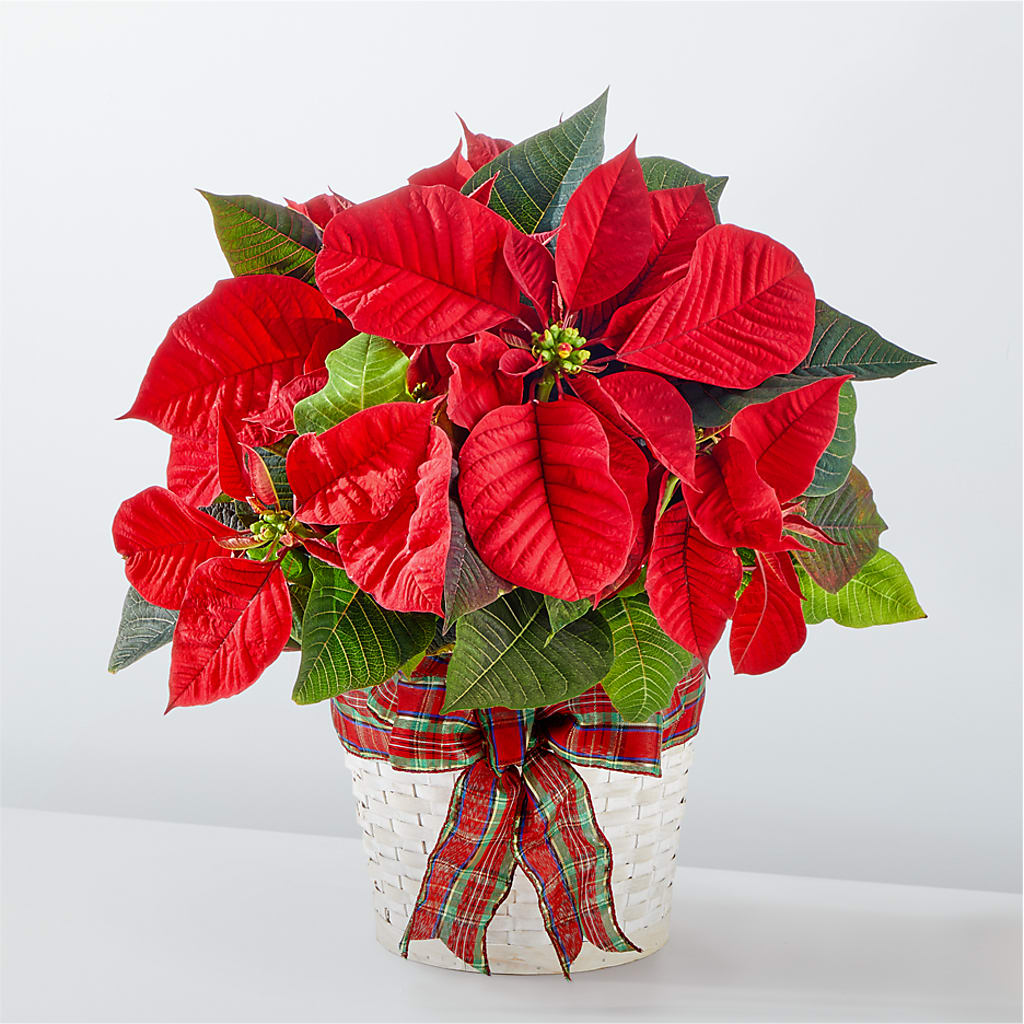 Happiest Holidays Poinsettia – Unique Designs Llc, Fulton MO