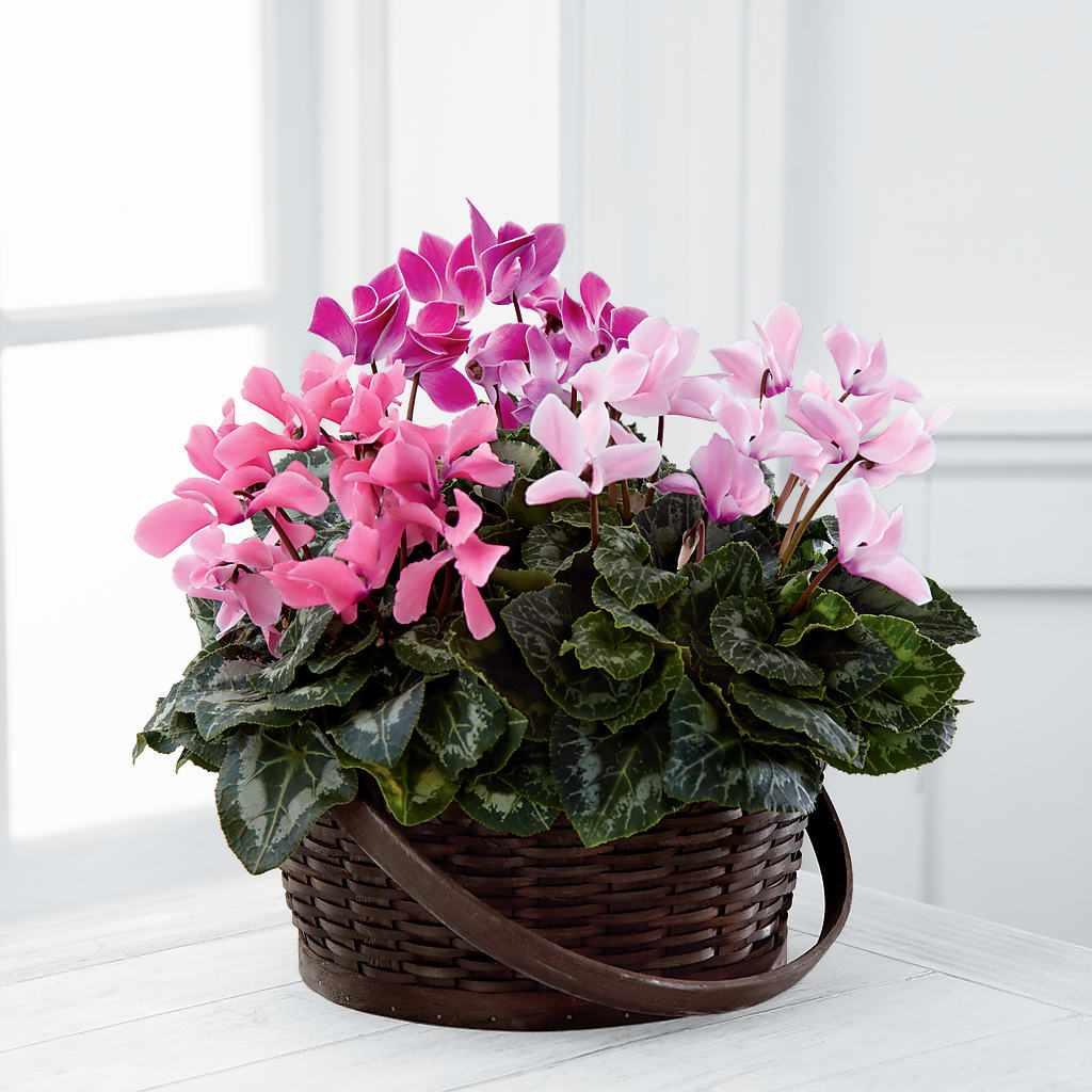 Mixed Cyclamen Planter – Unique Designs Llc, Fulton MO