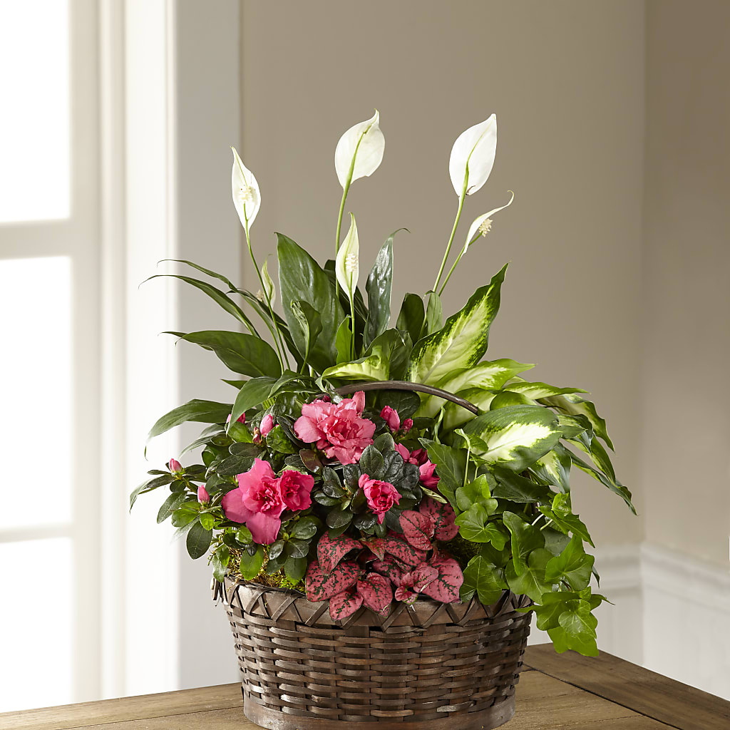 Dream in Pink Dishgarden – Unique Designs Llc, Fulton MO