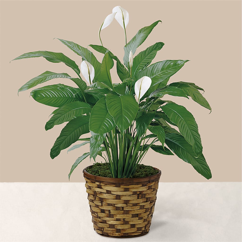 Tranquil Moments Peace Lily Plant – Unique Designs Llc, Fulton MO