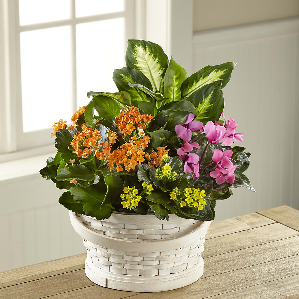 Color Crush Dishgarden – Unique Designs Llc, Fulton MO