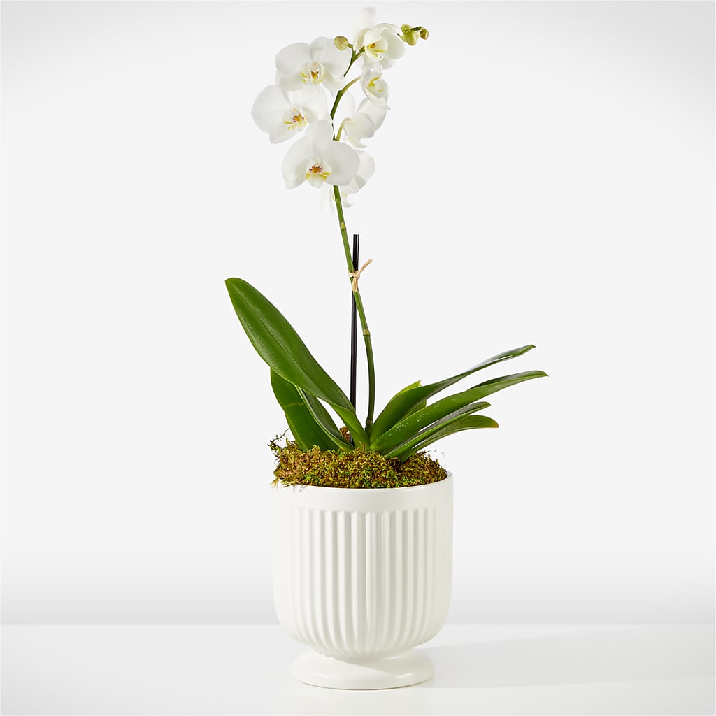 Whispering White Orchid – Unique Designs Llc, Fulton MO