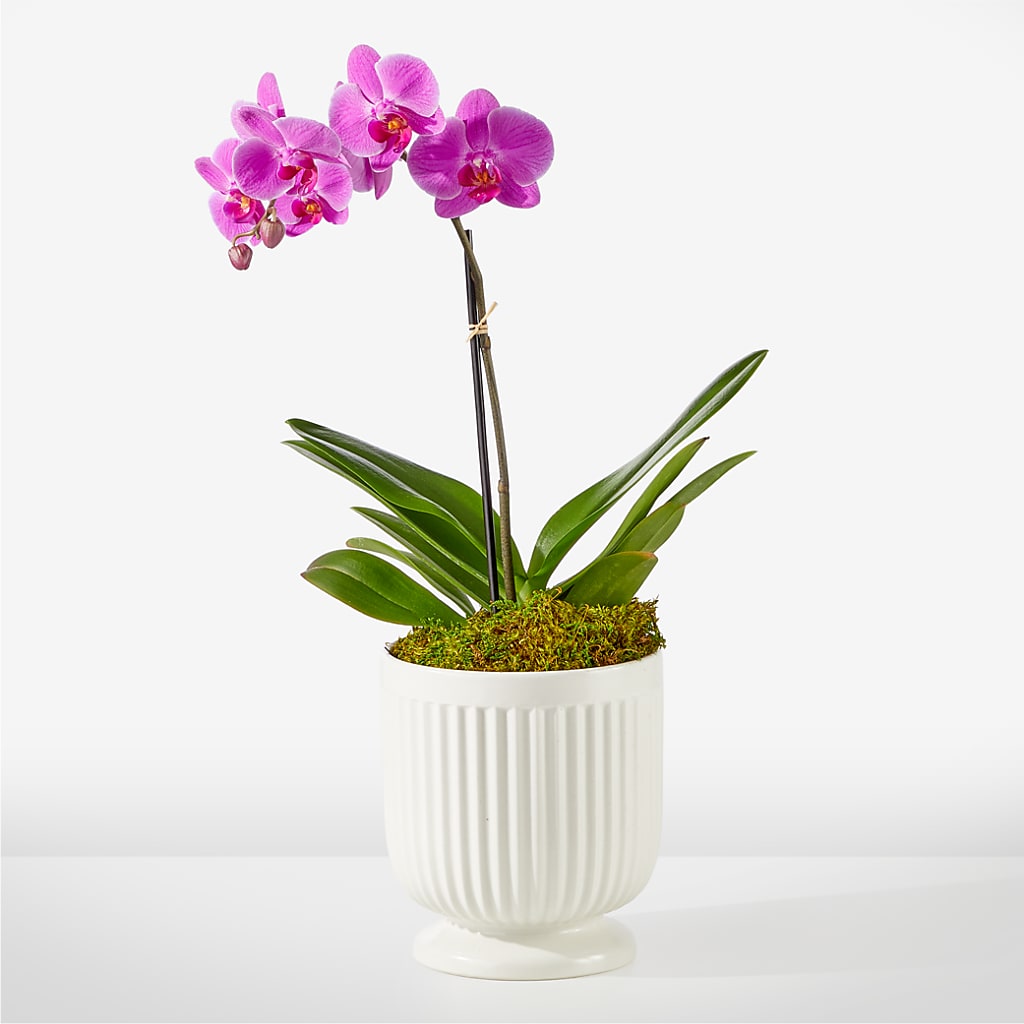 Friendly Fuchsia Orchid – Unique Designs Llc, Fulton MO