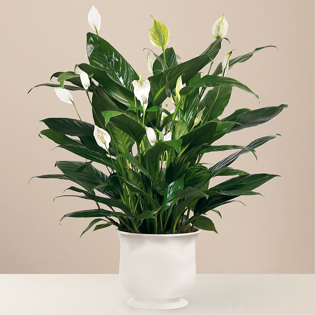 Comfort Planter – Unique Designs Llc, Fulton MO
