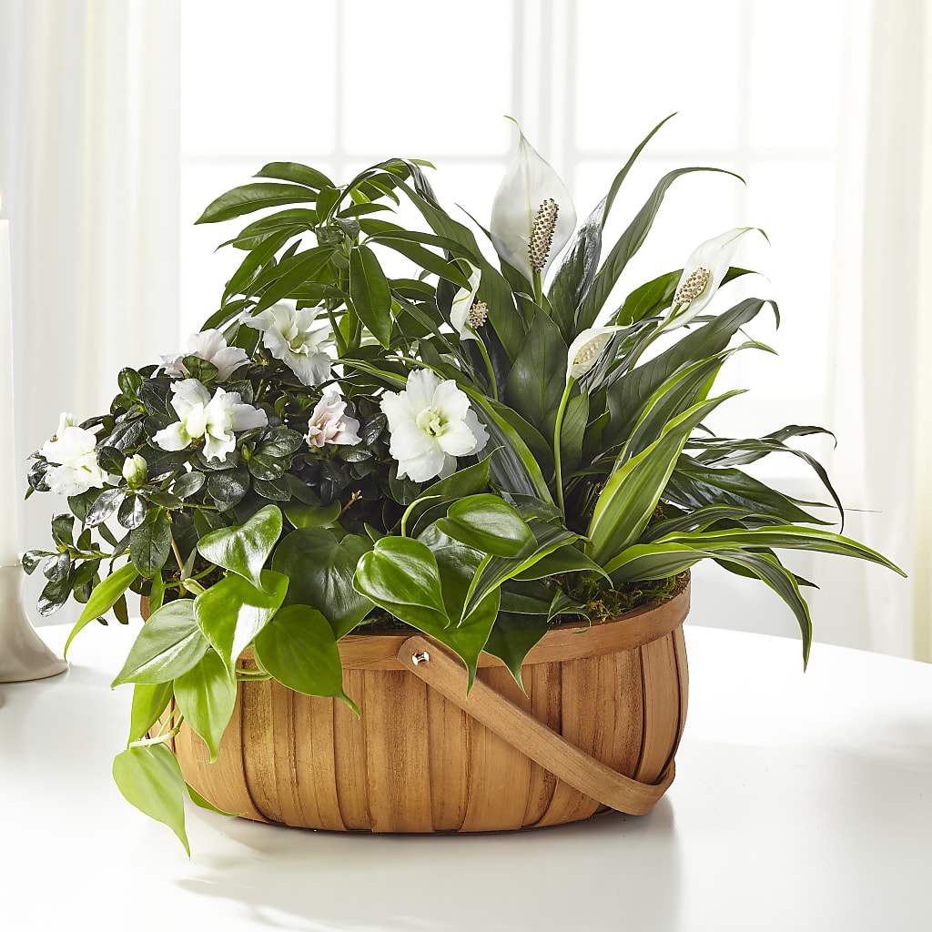 Serene Dishgarden – Unique Designs Llc, Fulton MO
