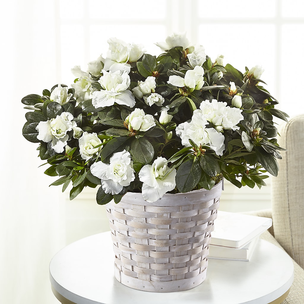White Azalea Plant – Unique Designs Llc, Fulton MO