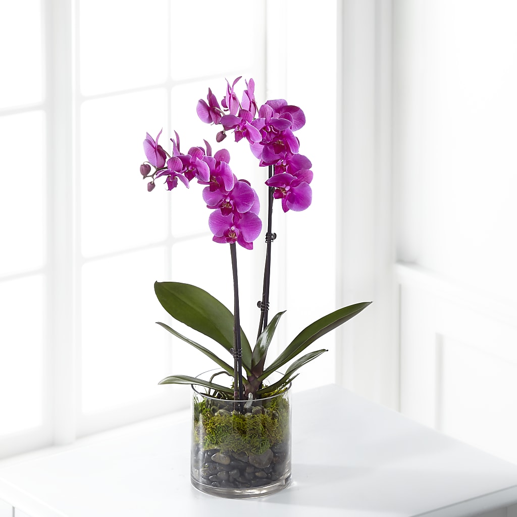 Pink Orchid Plant – Unique Designs Llc, Fulton MO