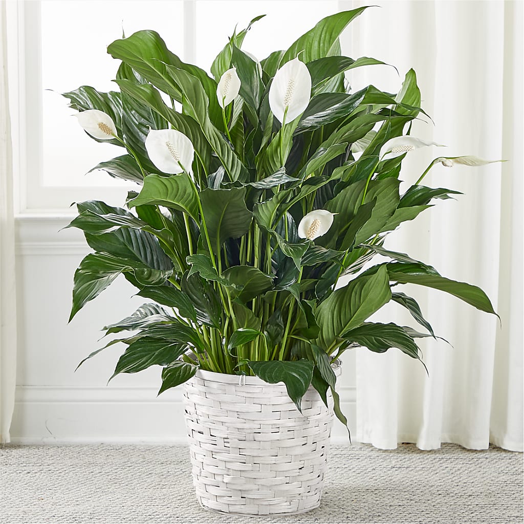 A New Leaf Peace Lily – Unique Designs Llc, Fulton MO