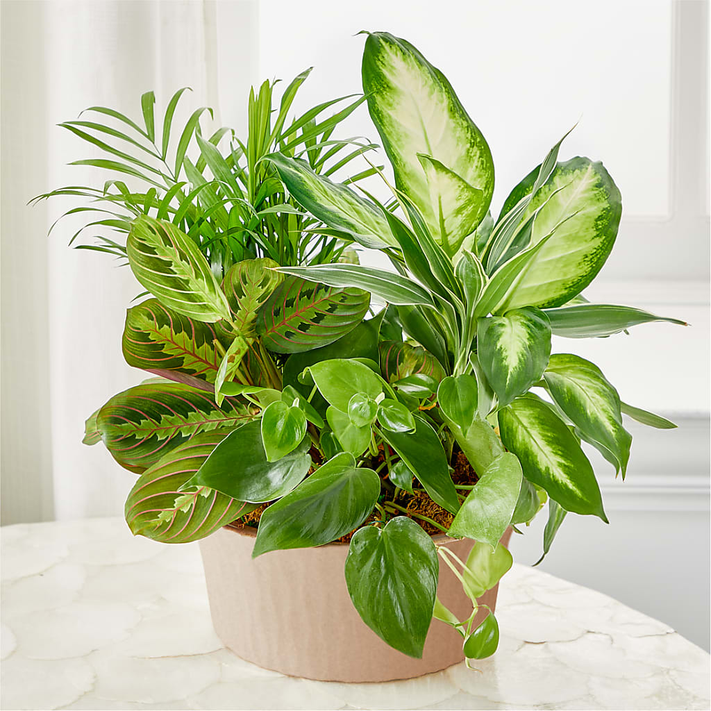Balance & Harmony Dishgarden – Unique Designs Llc, Fulton MO