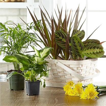 Florist Designed Blooming and Green Plants in a Basket –  Unique Designs Llc, Fulton MO