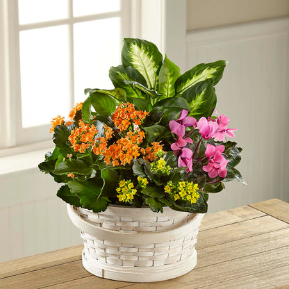 Color Crush Dishgarden –  Unique Designs Llc, Fulton MO