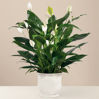 Comfort Planter –  Unique Designs Llc, Fulton MO