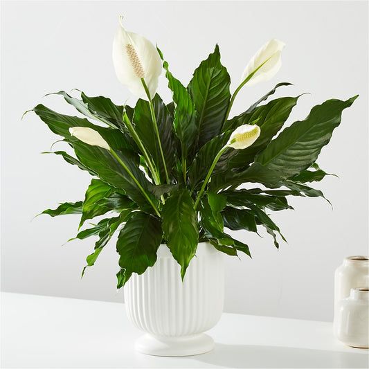 Comfort Planter –  Unique Designs Llc, Fulton MO