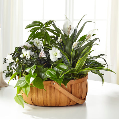 Serene Dishgarden –  Unique Designs Llc, Fulton MO