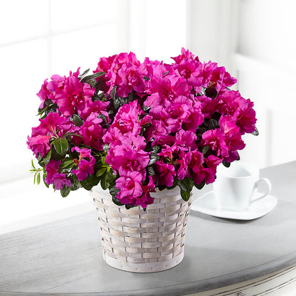 Hope & Serenity Azalea Plant –  Unique Designs Llc, Fulton MO