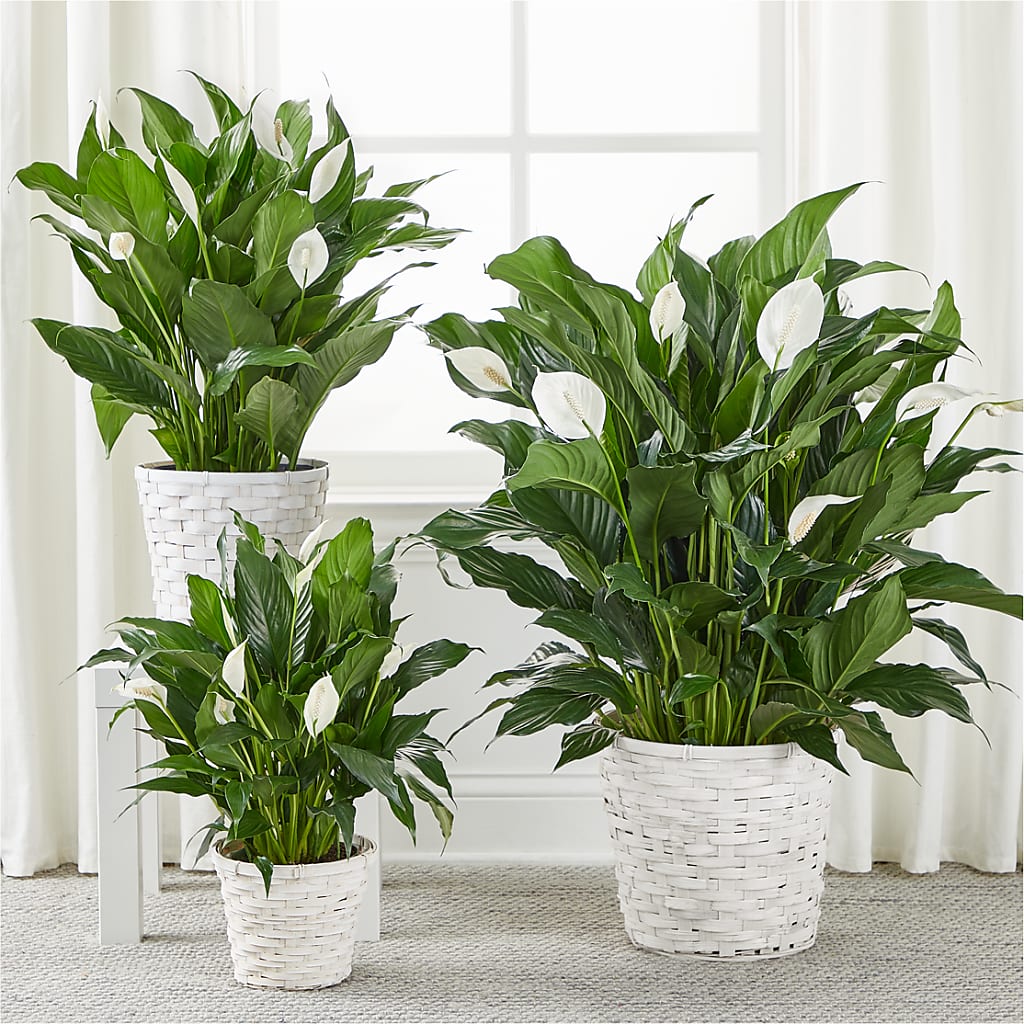A New Leaf Peace Lily –  Unique Designs Llc, Fulton MO