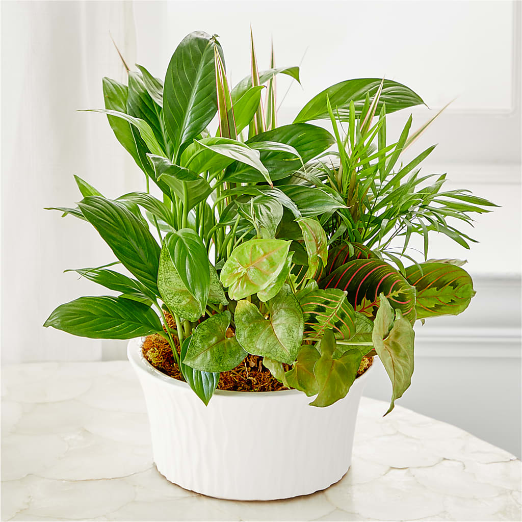 Balance & Harmony Dishgarden –  Unique Designs Llc, Fulton MO