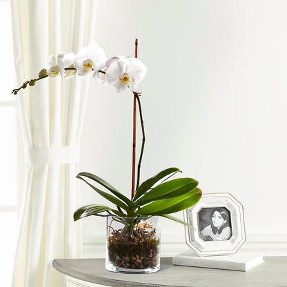 White Orchid Planter –  Unique Designs Llc, Fulton MO